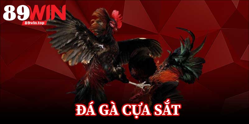 Đá Gà Cựa Sắt 89WIN - Điểm Đến Của Những Người Đam Mê Đá Gà - luxen.info